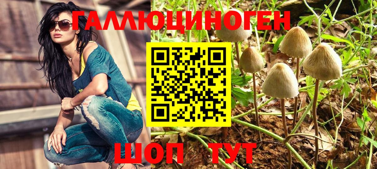 закладка  Вход с VPN  Галлюциногенные грибы Psilocybine cubensis  Сухой Лог  Псилоцибиновые грибы Psilocybine cubensis 